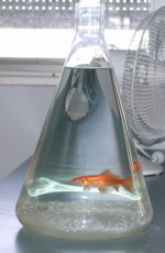 The first SOCS fish - hydrogen
