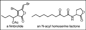 examples of a fimbrolide and an N-acyl homoserine lactone
